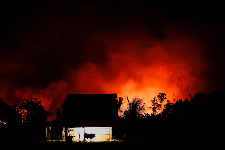 Amazon Fires Drive Unprecedented Global Forest Loss in 2024, New Report Finds