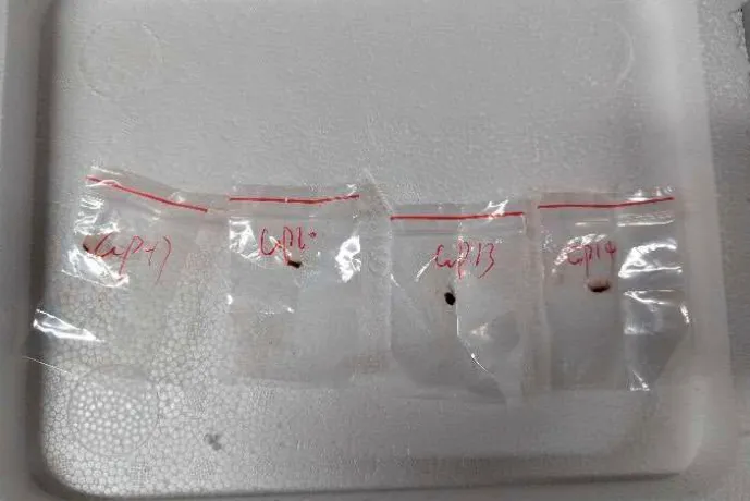 Chinese Couple Charged in U.S. for Smuggling Toxic Mushrooms Labeled as Tea